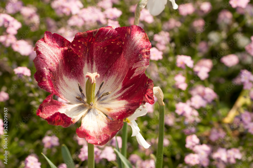 Fototapeta premium White triumph tulip flowers in spring