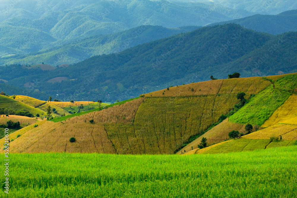 Fototapeta premium Rice Field in Pa Pong Pieng , Mae Chaem, Chiang Mai, Thailand