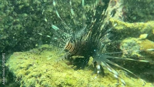 Pterois miles Firefish Lionfish in the Indian Ocean
