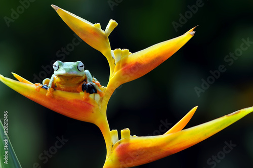 tree frog in the leaf photo