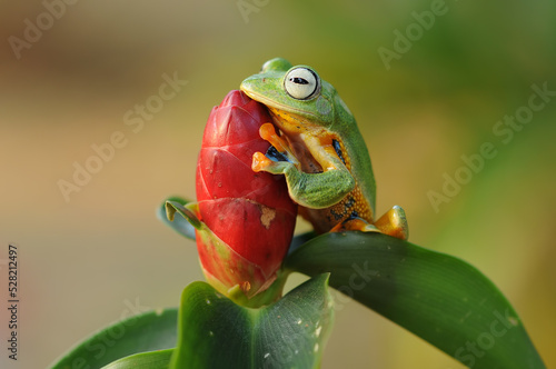 tree frog in the leaf