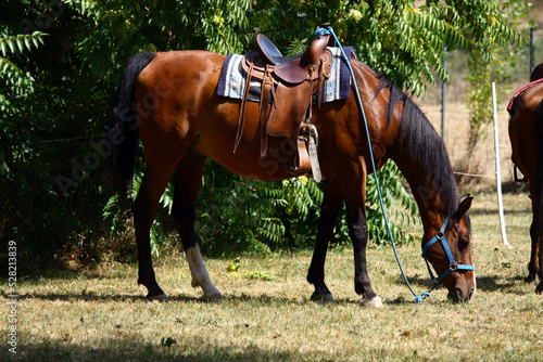 A saddled horse is grazing.