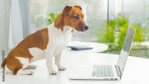 dog in the office with a laptop. a small jack russell terrier in the office on the table uses a laptop. the dog looks at the laptop screen.