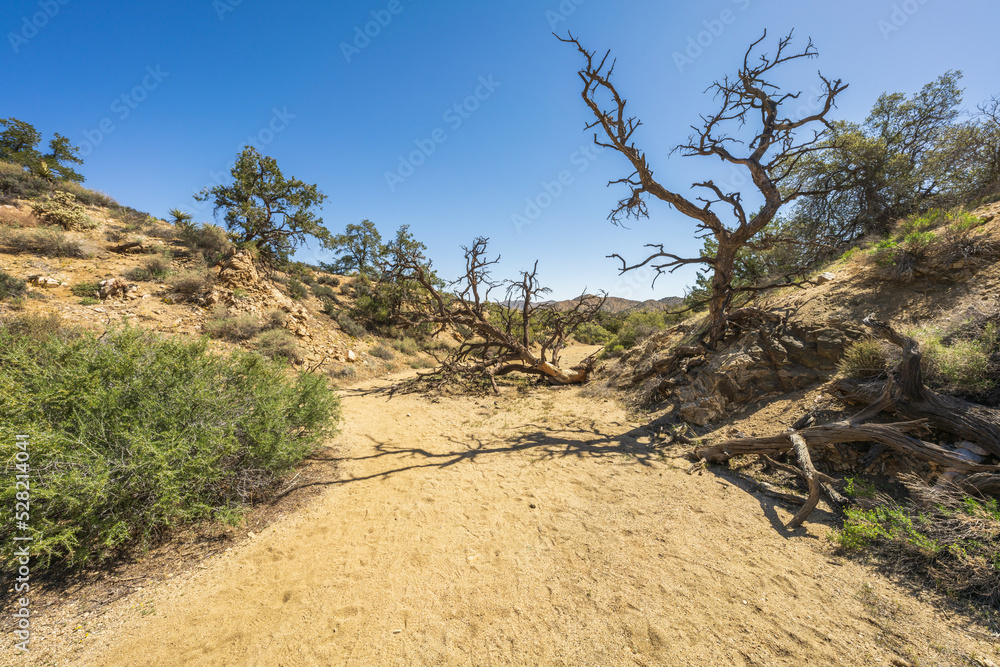 hiking the west side loop trail in black rock canyon, joshua tree national park, usa