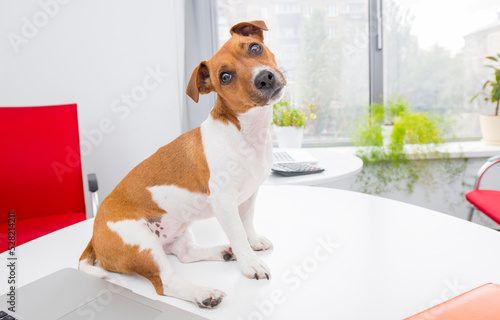 dog with a laptop in the office.portrait of a jack russell terrier in the office with a laptop.the dog uses a laptop on the table with different emotion. © serhii