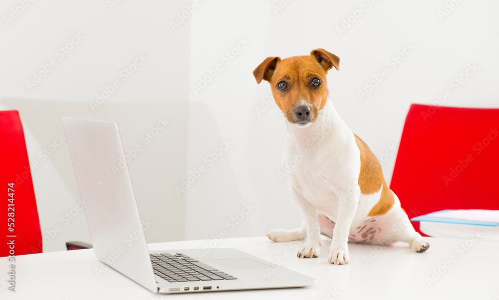 dog with a laptop in the office.portrait of a jack russell terrier in the office with a laptop.the dog uses a laptop on the table with different emotion.