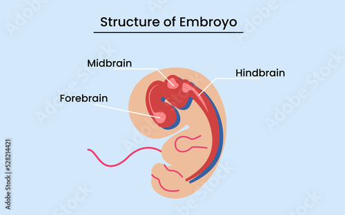 Diagram showing anatomy of human embryo isolated on white background. Vector illustration.
