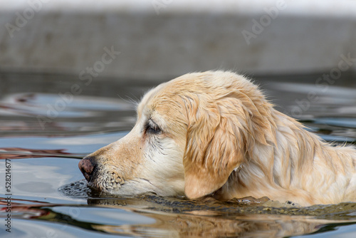Golden Retriever dog swimming  photo