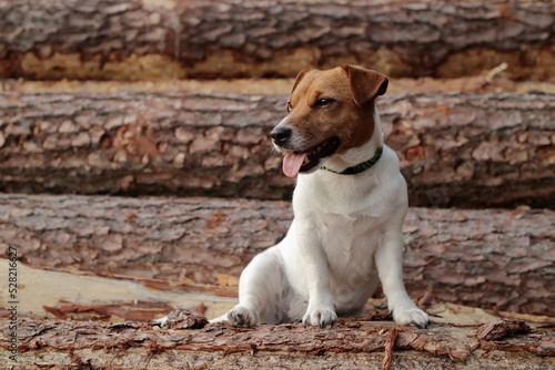 Fototapeta Naklejka Na Ścianę i Meble -  little dog on the background of wooden tree trunks.
piesek na tle drewnianych pni drzew.
Jack Russell Terrier