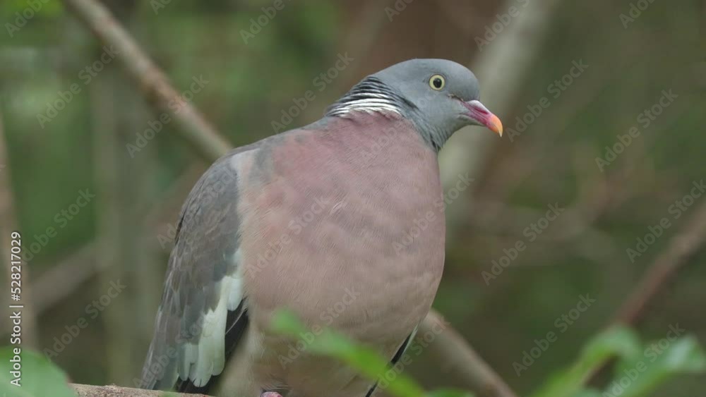 common wood pigeon forest perched on branch zoom in natural world norway common wood pigeon forest perched on branch zoom in natural world norway