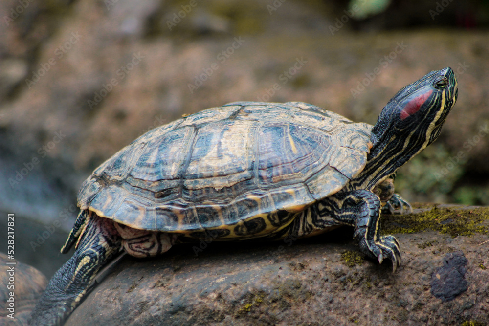 A red-eared slider turtle basking in the sun on a dead branch A red-eared slider turtle basking in the sun on a dead branch