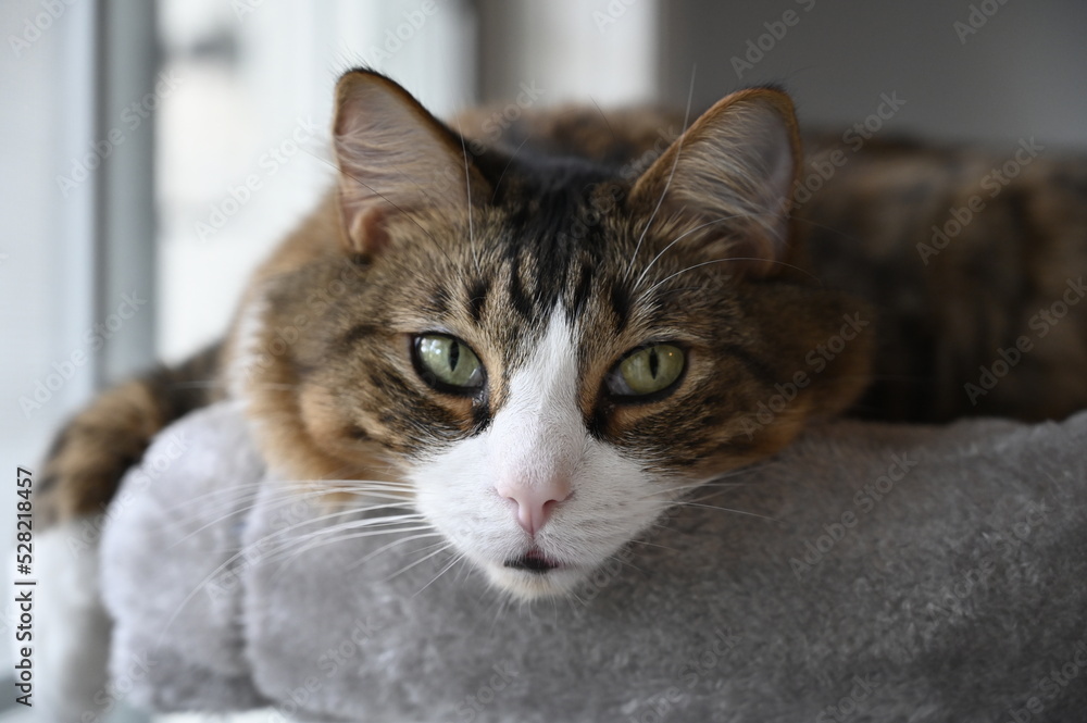 Attractive Cat portrait, full face, nice expression. Attractive Cat portrait, full face, nice expression.