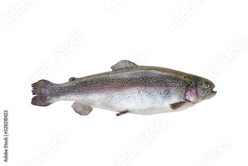 Rainbow trout fish or Oncorhynchus mykiss isolated transparent png