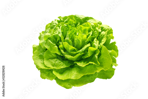 Green trocadero lettuce salad head isolated transparent png
