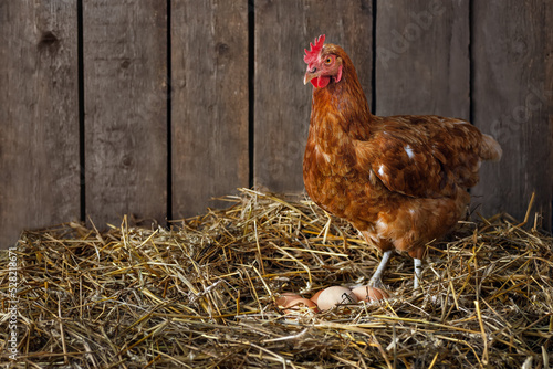 red laying hen standing and watches after her eggs
