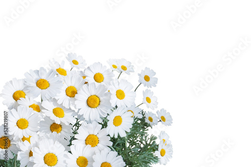 Daisy white yellow flowers floral corner isolated transparent png
