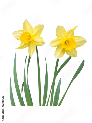 Wallpaper Mural Two yellow daffodil flowers with leaves isolated transparent png Torontodigital.ca