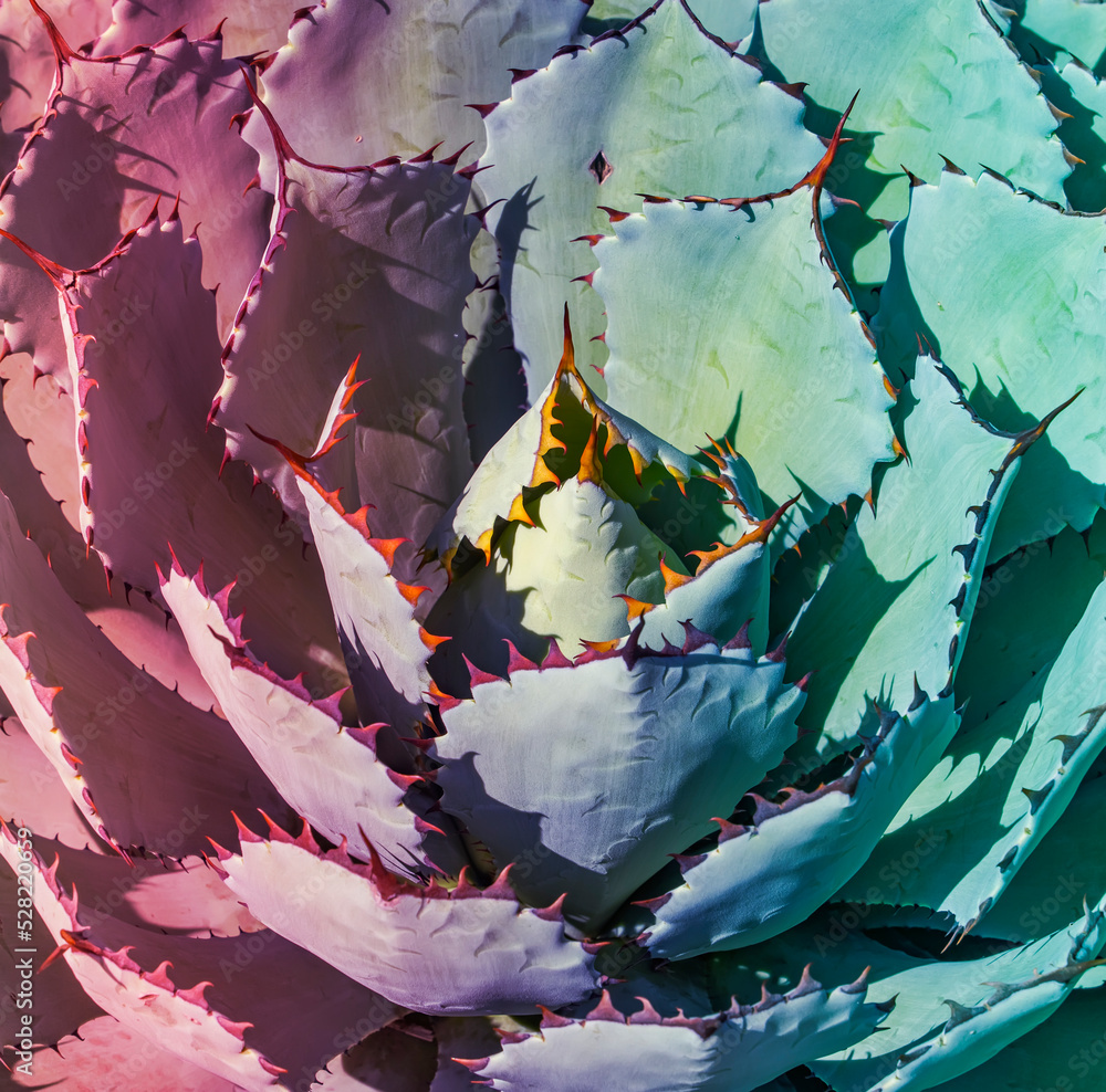 Macro of colorful agave succulent plant in the desert