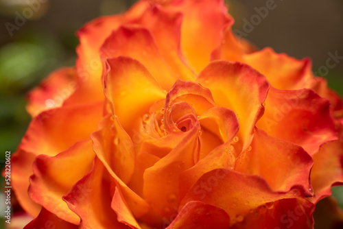 Delicate orange rose flower close up.
