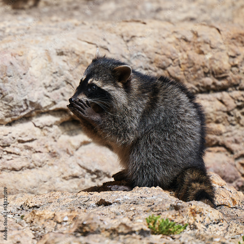 Wild Raccoon. Procyon lotor. Funny young raccoons live and play on a rock. Wildlife America Wild Raccoon. Procyon lotor. Funny young raccoons live and play on a rock. Wildlife America