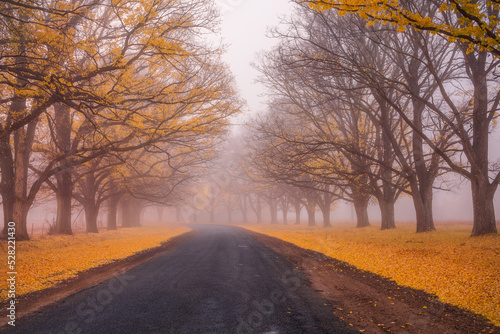 autumn trees in the fog