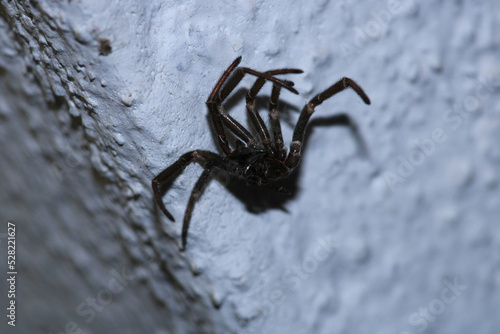 segestriidae black spider macro photo © Recep