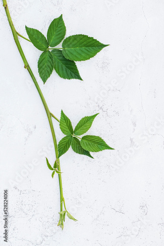 Plant vine with green leaves on white wall background, copy space