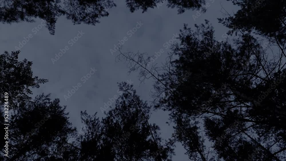 Looking up the night sky in a forest. Looking up the night sky in a forest.