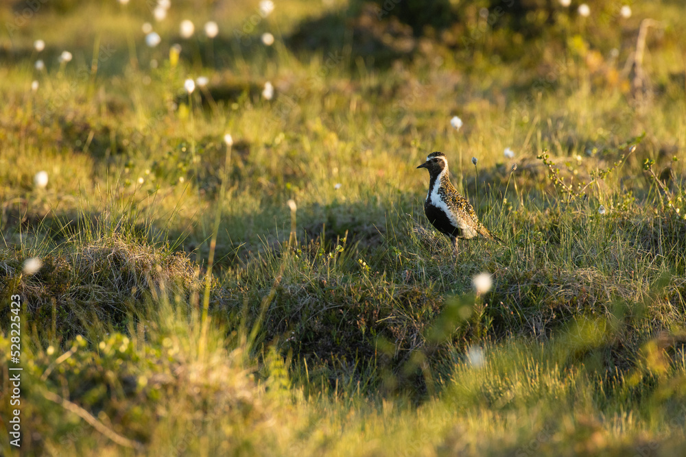 European golden plover standing in a summery bog in Riisitunturi National Park, Finland	