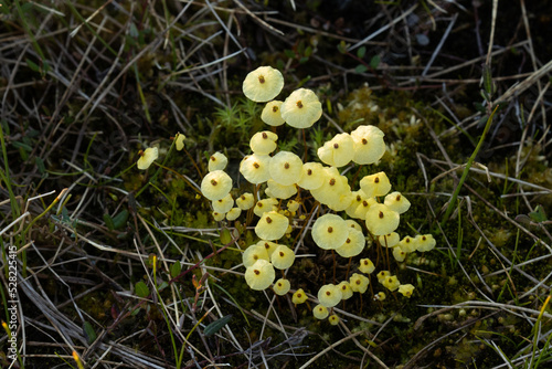 Close-up of Yellow moosedung moss, Splachnum luteum growing in a bog in Riisitunturi National Park, Northern Europe photo