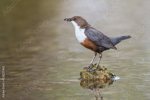 Wasseramsel (Cinclus cinclus) photo