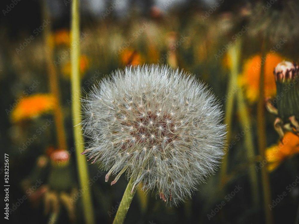 Verblühter Löwenzahn auf einer Blumenwiese Verblühter Löwenzahn auf einer Blumenwiese