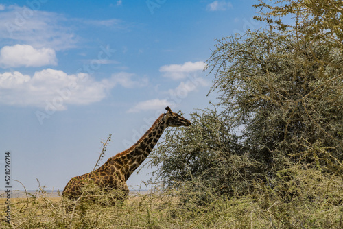 Giraffe  camelopardalis  at the Serengeti national park  Tanzania. Wildlife photo