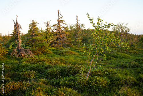 Summery hillside on an evening in Riisitunturi National Park, Finland