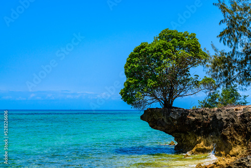 Tree growing on rock at the Prison island. Zanzibar, Tanzania