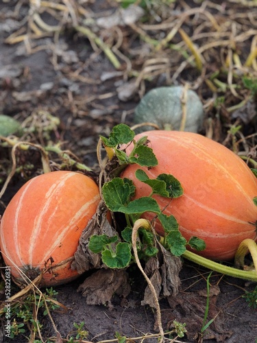 Autumnal decoration with pumpkins and straw; Different kinds of pumpkins in s...