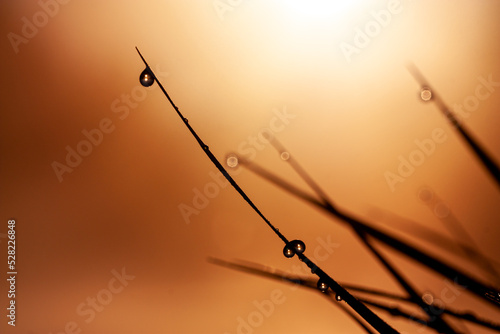 horizontal macro photo with a silhouette of a  grass blade with a dew drops on an orange background during summer sunset