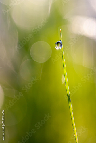 vertical macro photo of a single green blooming grass blade with a dew droplet on the blurred green background during summer morning