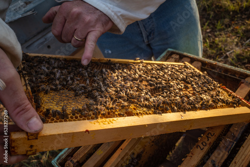Apiculteur inspectant un cadre de sa ruche