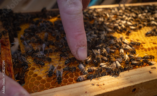 Un apiculteur caresse ses abeilles © Renaud