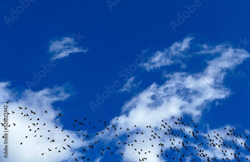 Canvas Print Migratory birds flock flying in the sky clouds.