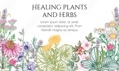 Vector frame of medicinal plants in engraving style. Linear graphic chamomile, chicory, clover, lavender, plantain, valerian, echinacea, wild rose, coltsfoot