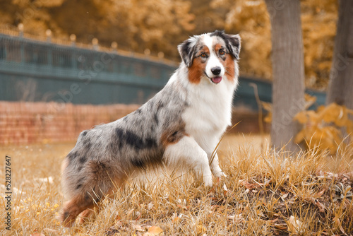 Dog Australian Shepherd in the autumn park stands sideways
