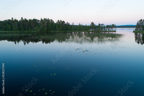 Aerial of Whooper swans swimming on late night summery lake near Kuusamo  Northern Finland 