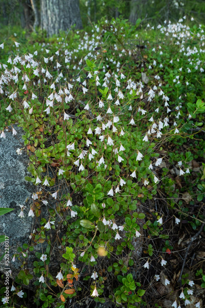 Fototapeta premium A patch of flowering Twinflowers, Linnaea borealis in a summery Finnish taiga forest near Kuusamo
