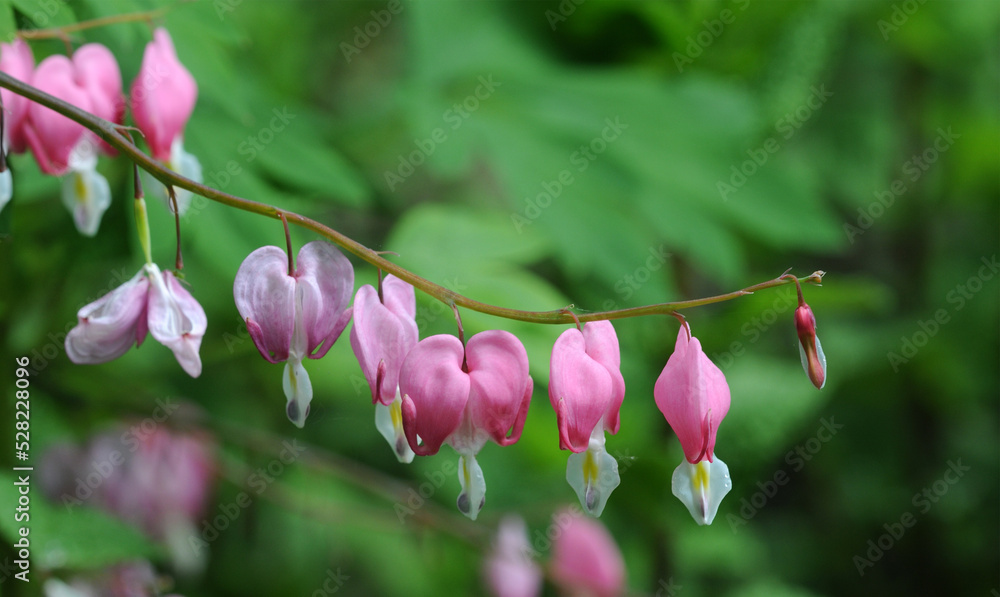 Flowers of bleeding heart (Lamprocapnos spectabilis), is an herbaceous perennial forming heart-shaped, rose-red and white flowers hang from arching stems. Flowers of bleeding heart (Lamprocapnos spectabilis), is an herbaceous perennial forming heart-shaped, rose-red and white flowers hang from arching stems.