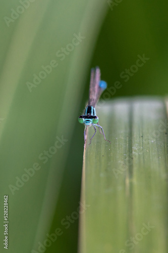 Ischnura elegans - Blue-tailed damselfly - Ischnure élégante photo