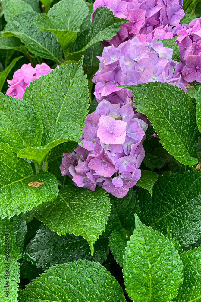 Beautiful bush of hydrangea flowers with dew drops. Beautiful bush of hydrangea flowers with dew drops.