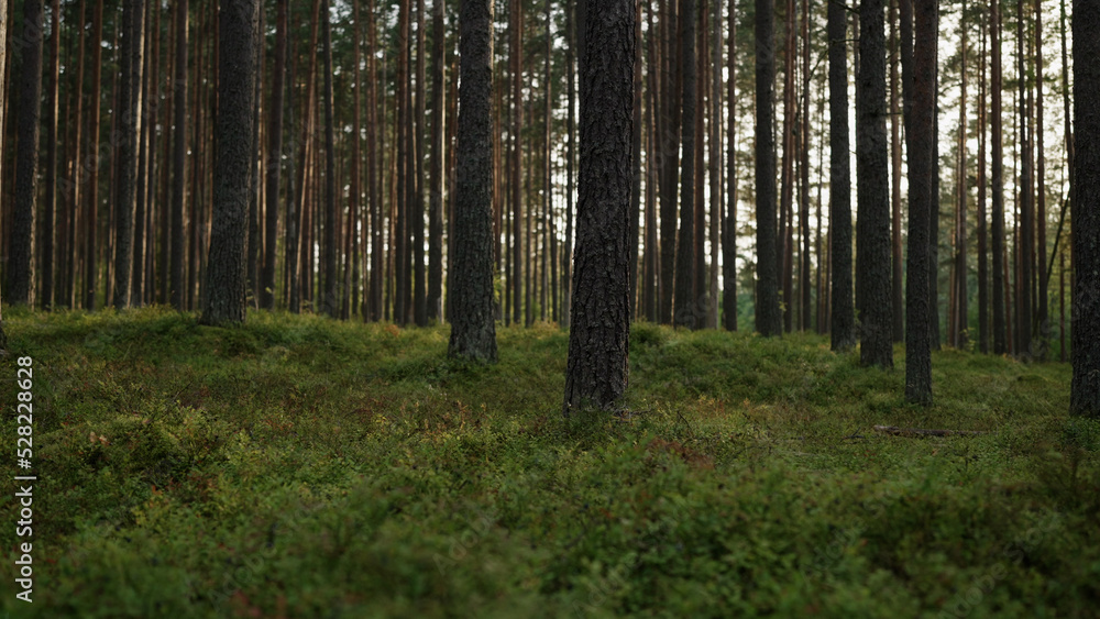 Fototapeta premium pine forest with lots of moss and berries