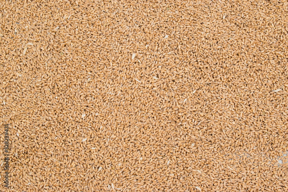 Full-frame show of Golden wheat grains scattered on the ground. Agricultural food concept background. Pile of ripe wheat grains after harvested. No focus. Wheat background. Space for text Full-frame show of Golden wheat grains scattered on the ground. Agricultural food concept background. Pile of ripe wheat grains after harvested. No focus. Wheat background. Space for text